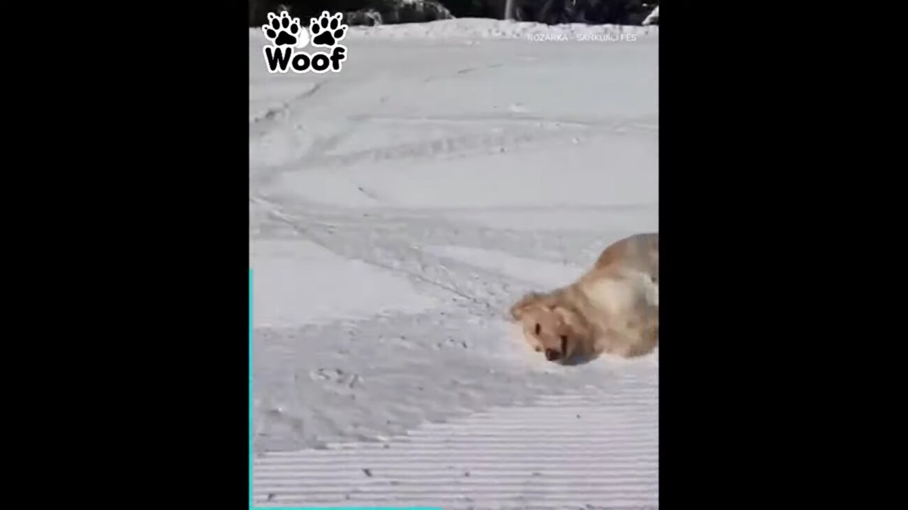 ゴールデンレトリーバー,動画