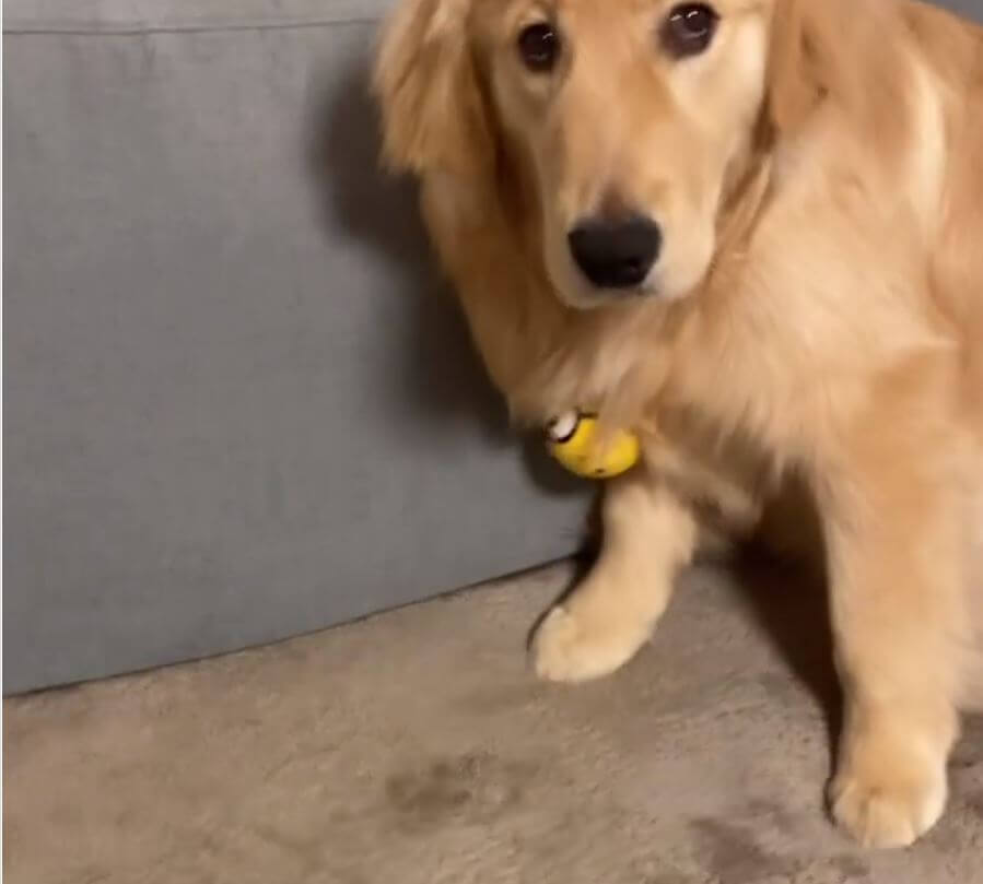 ゴールデンレトリーバー,動画