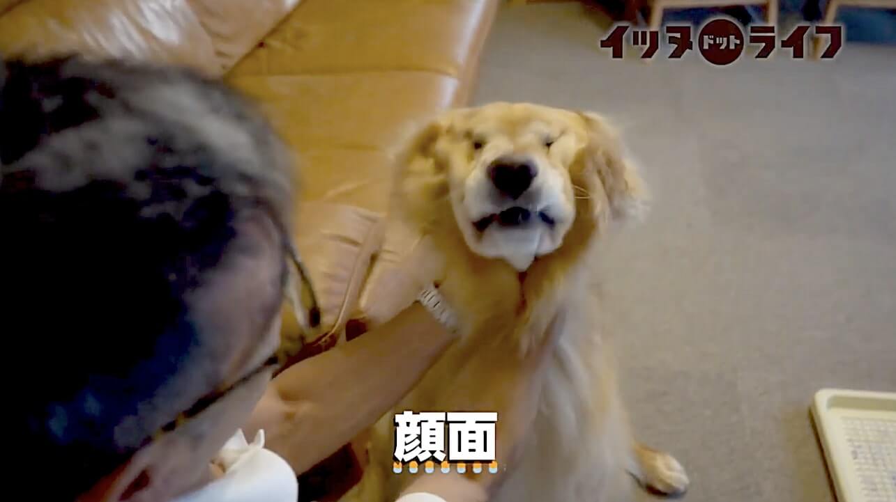 ゴールデン,動画,イッヌドットライフ