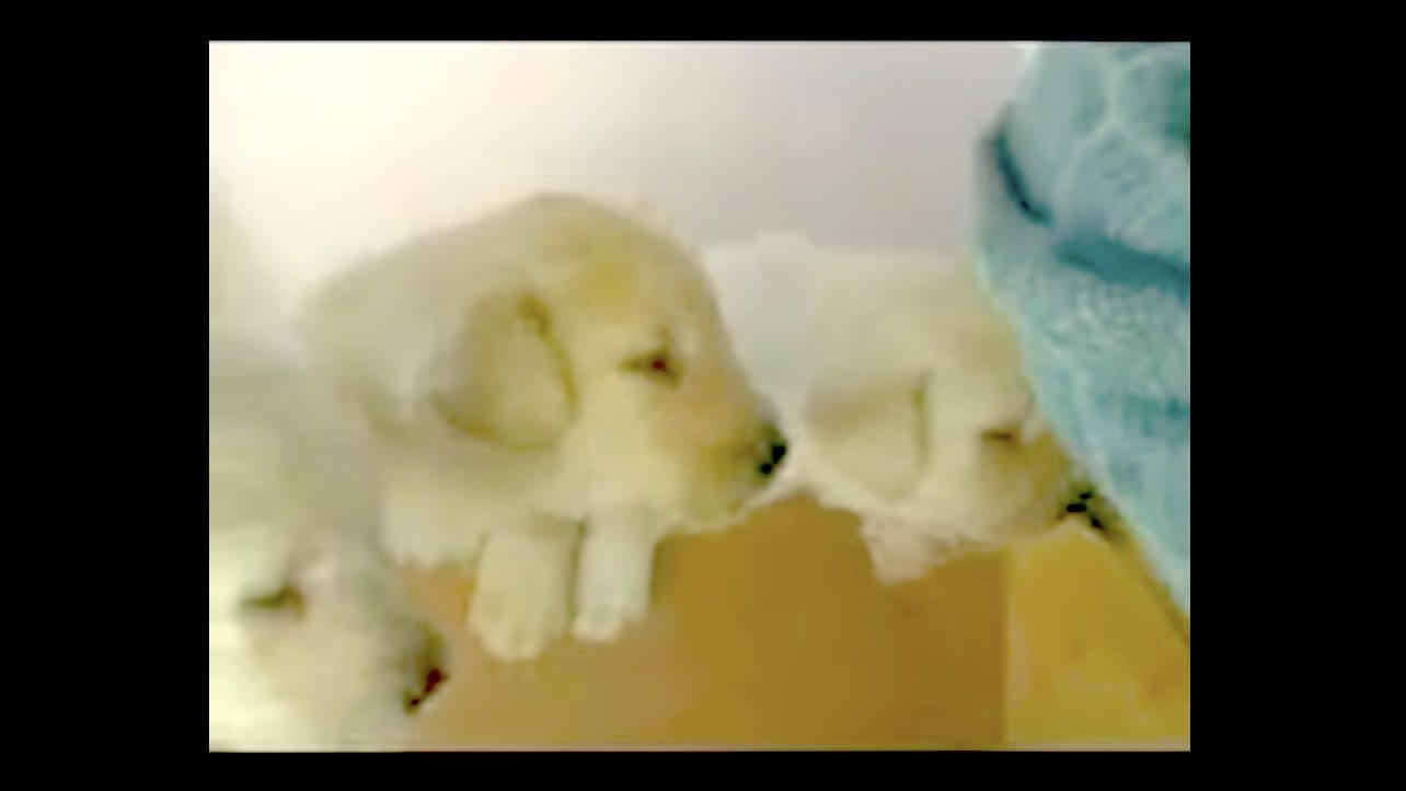 ラブラドールレトリーバー,動画