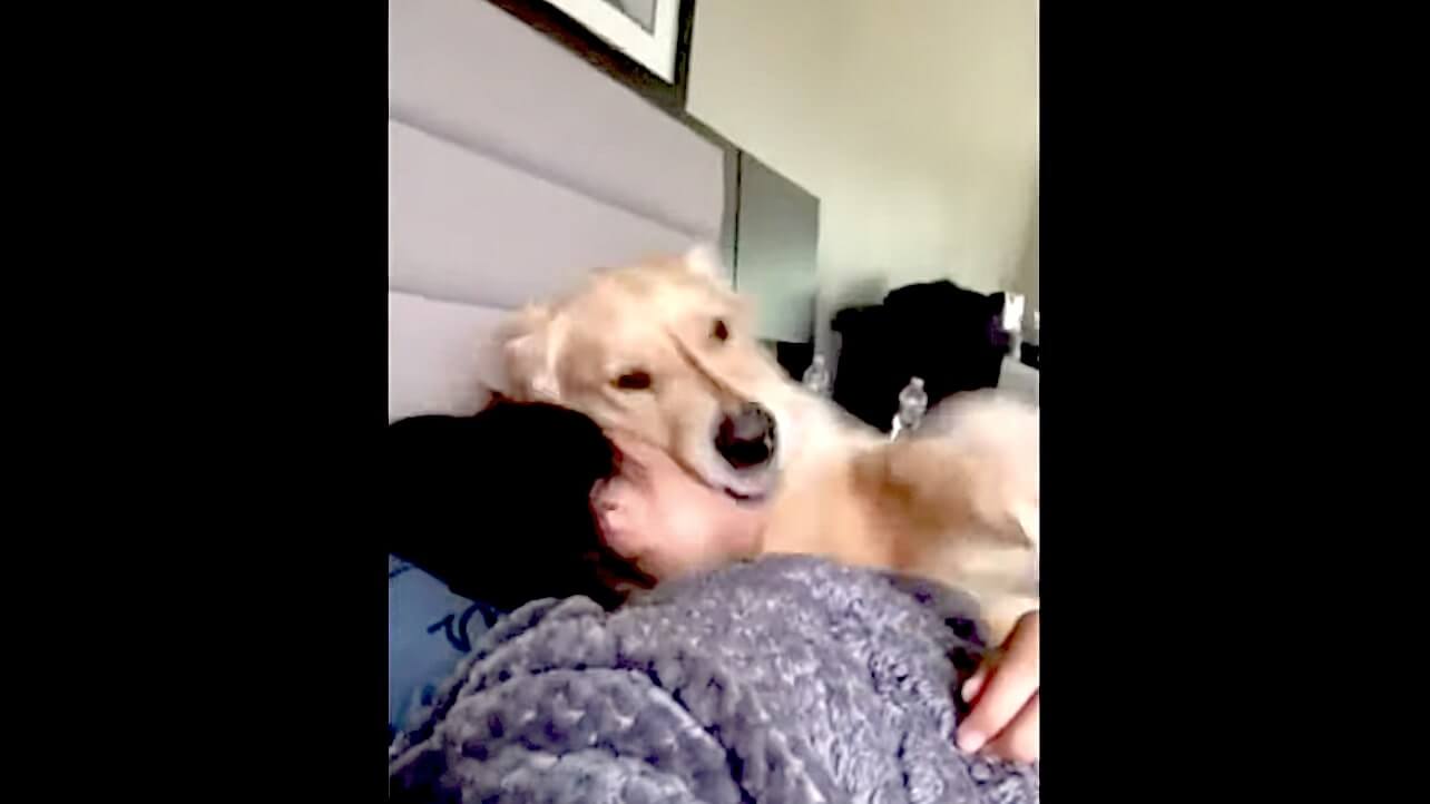 ゴールデンレトリーバー,動画