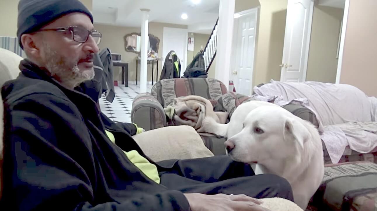 ラブラドールレトリーバー,動画