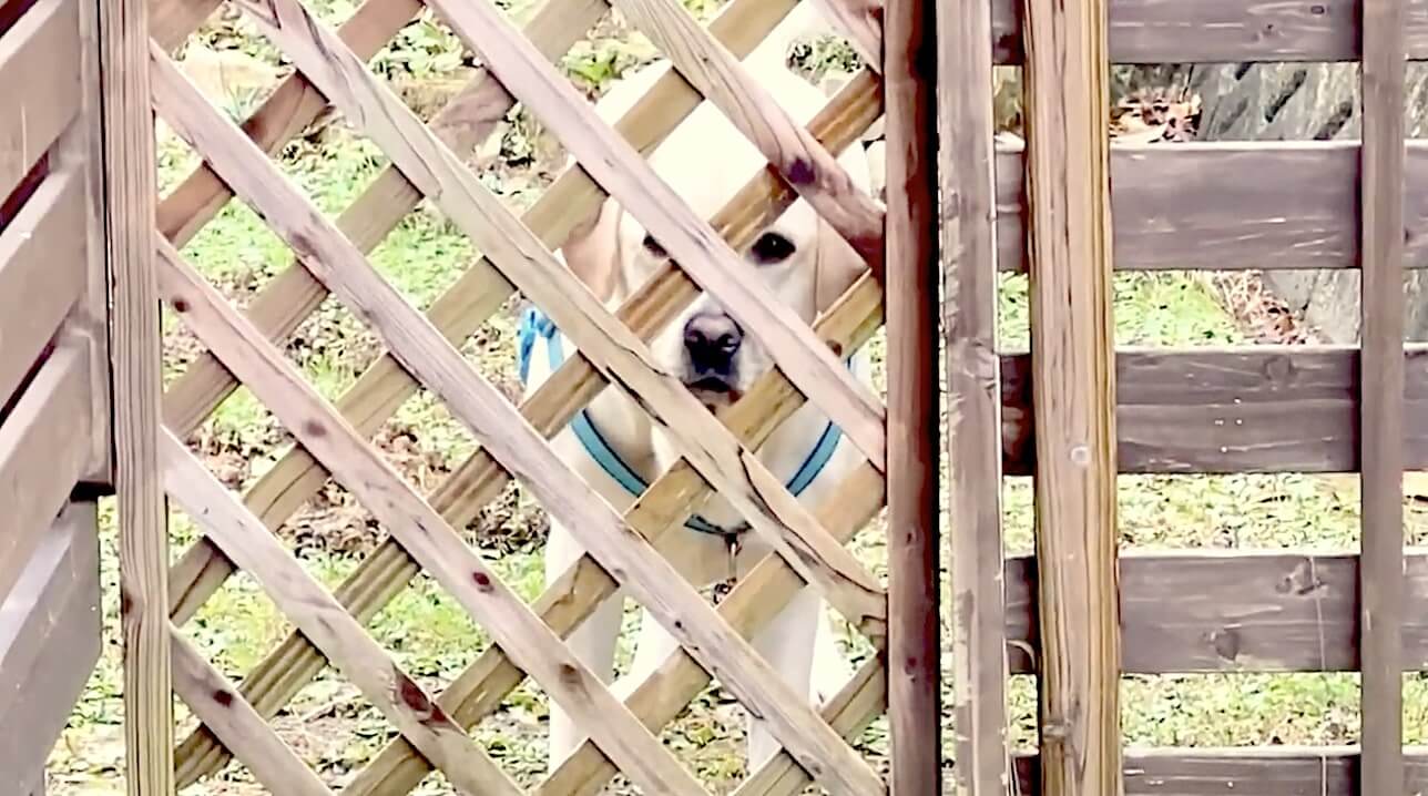 ラブラドールレトリーバー,動画