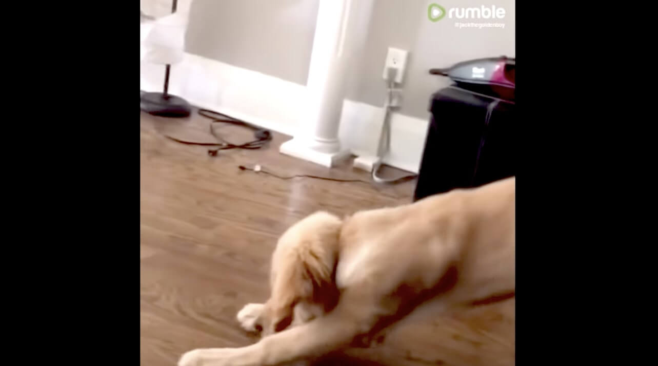 ゴールデンレトリーバー,動画