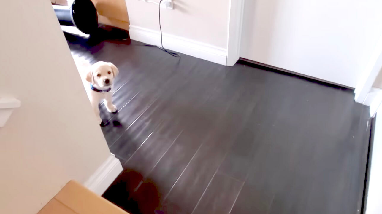 ラブラドールレトリーバー,動画