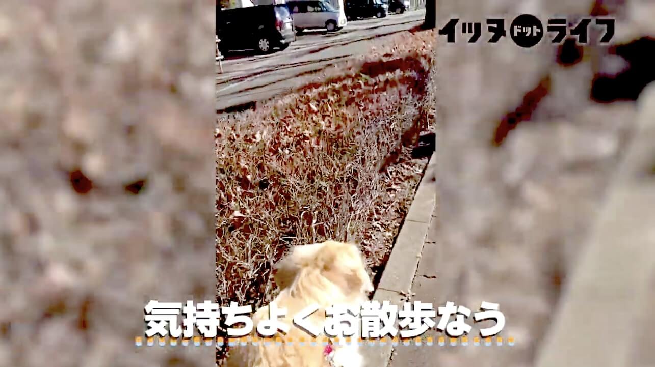 ゴールデン,動画,イッヌドットライフ