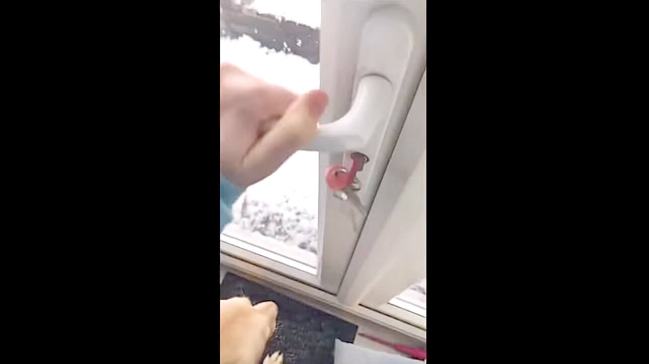 ラブラドールレトリーバー,動画