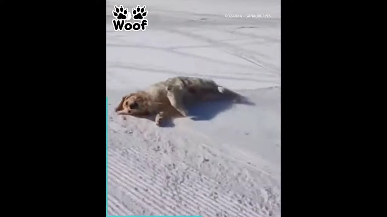 ゴールデンレトリーバー,動画