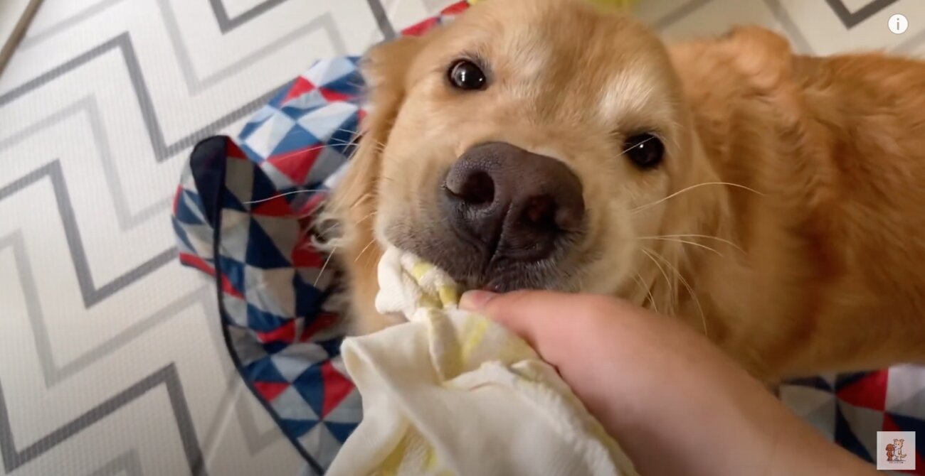 ゴールデンレトリーバー,動画