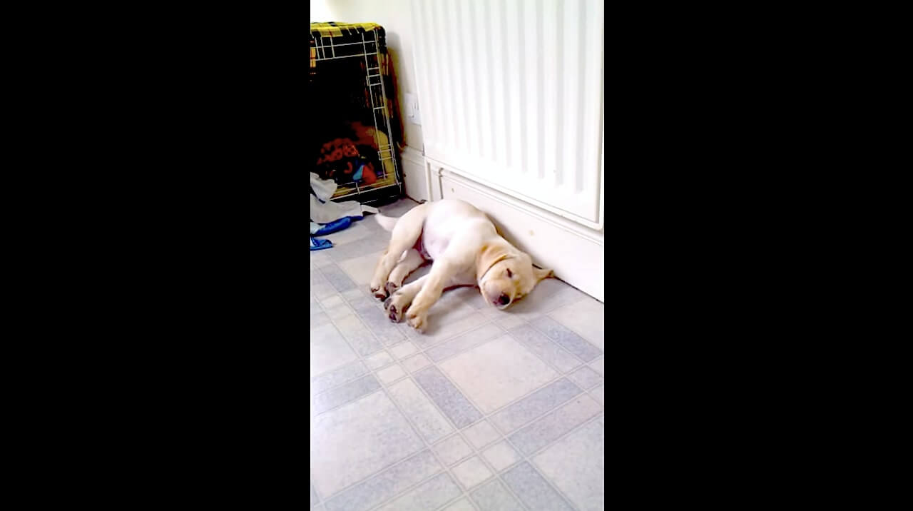 ラブラドールレトリーバー,動画