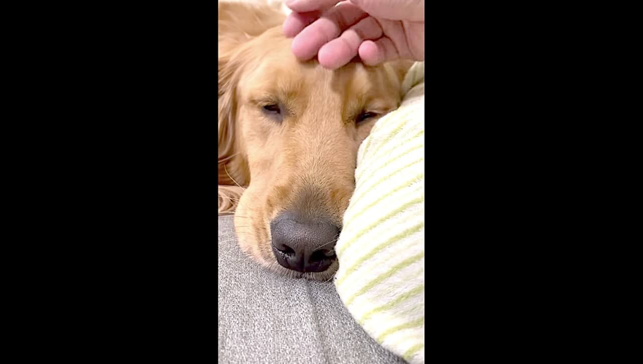 ゴールデンレトリーバー,動画