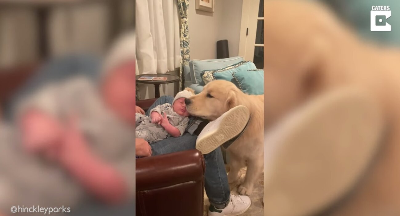 ゴールデンレトリーバー,動画