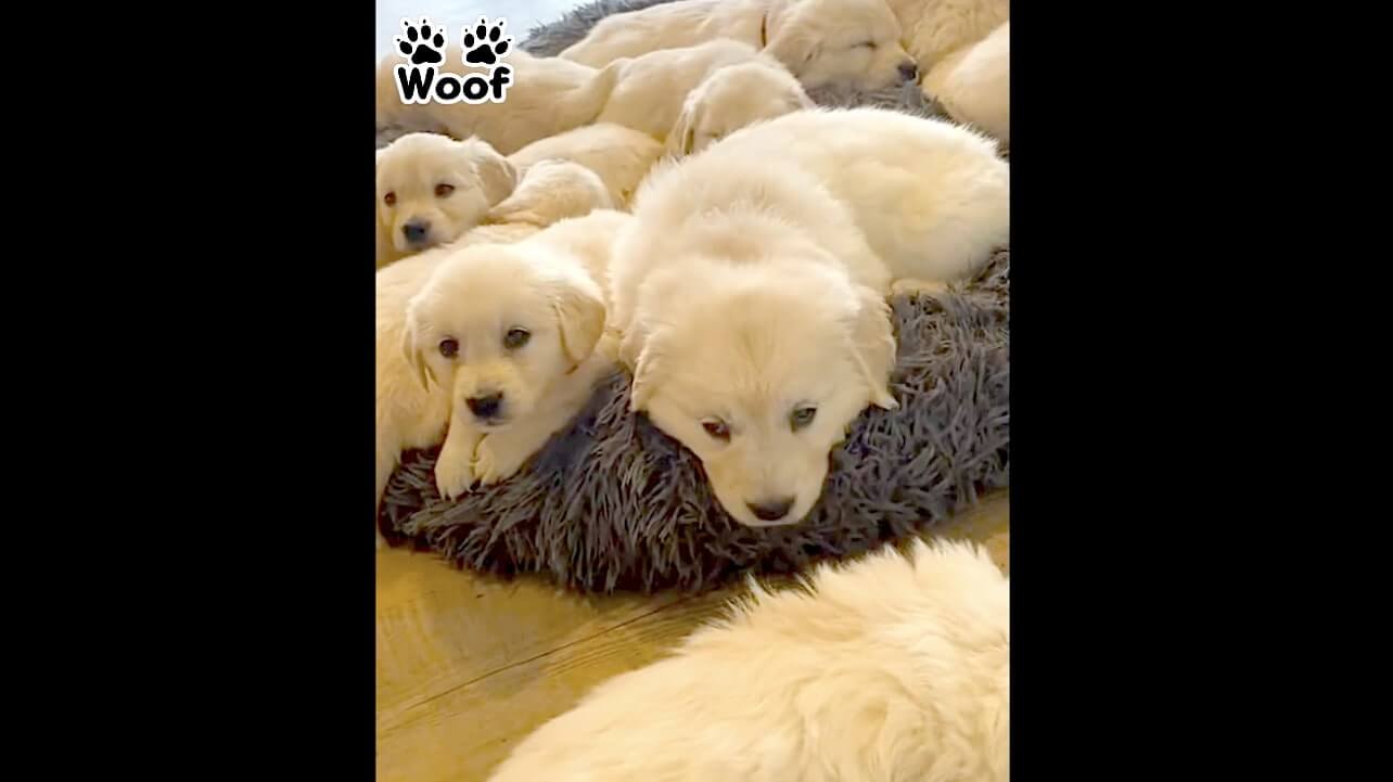 ゴールデンレトリーバー,動画