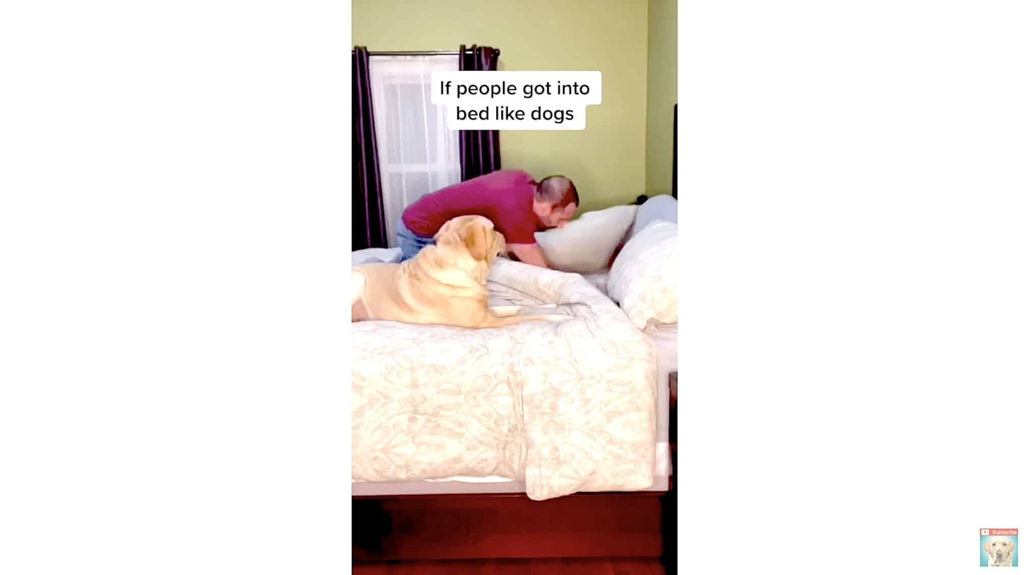 ラブラドールレトリーバー,動画