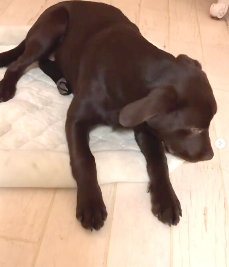 ラブラドールレトリーバー,動画