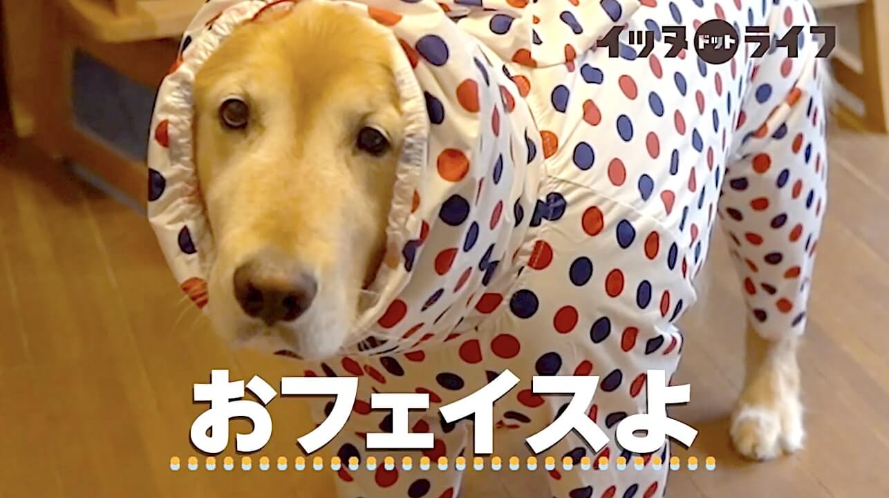 ゴールデン,動画,イッヌドットライフ