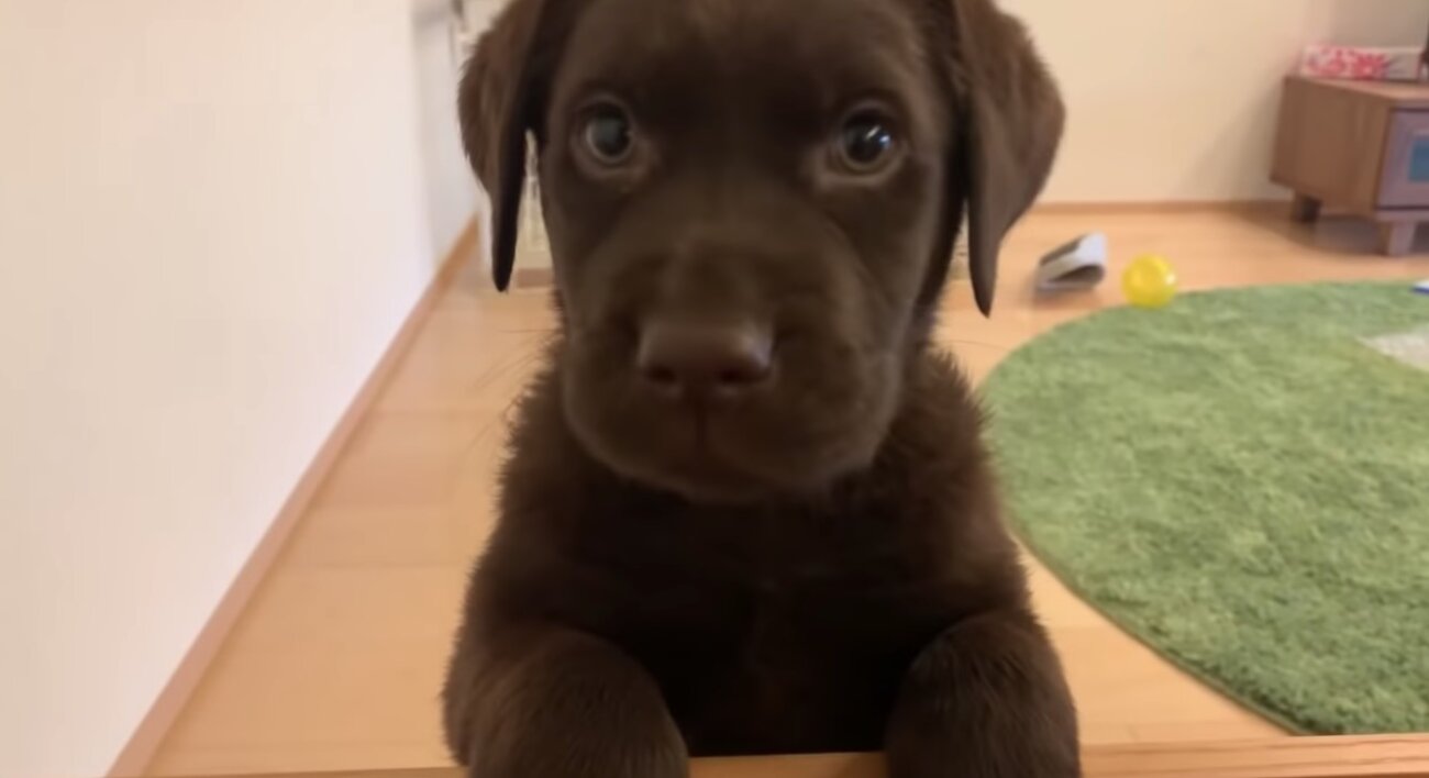 ラブラドールレトリーバー,動画