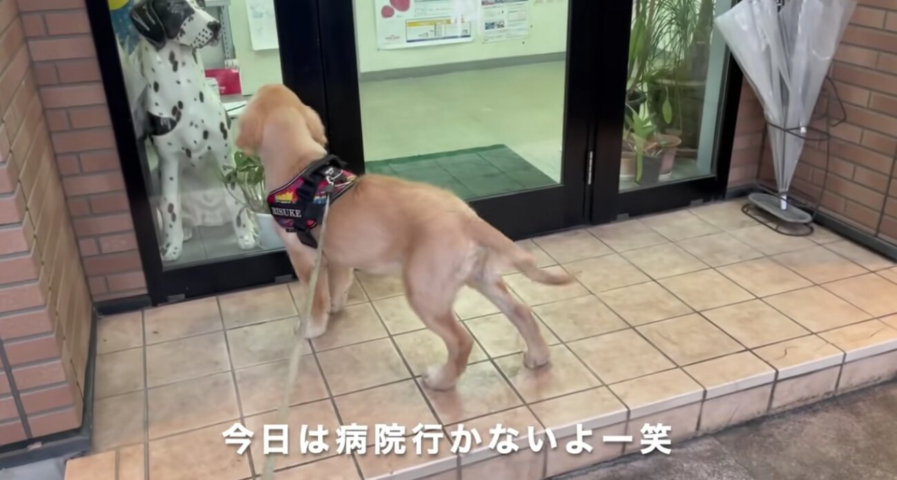 ゴールデンレトリーバー,動画