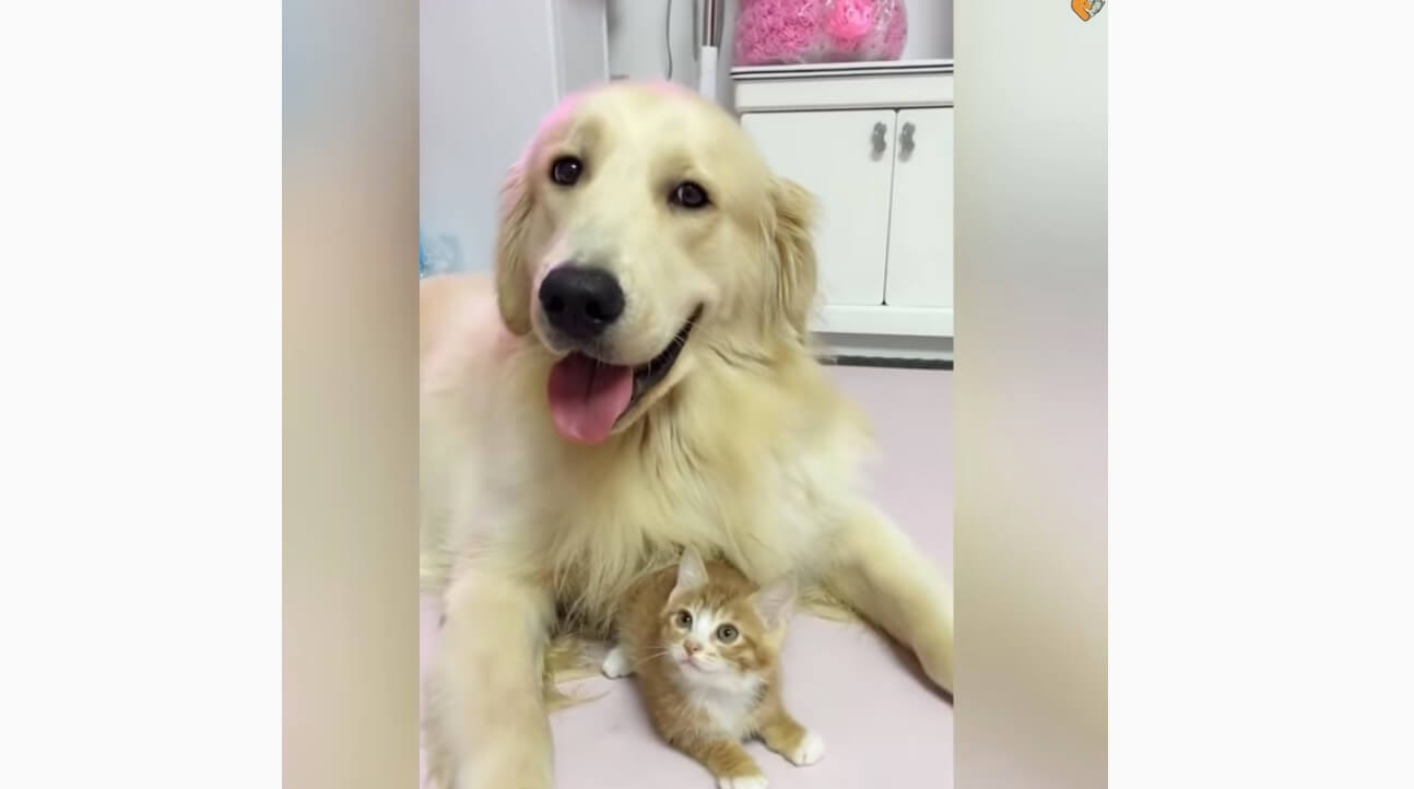 ゴールデンレトリーバー,動画