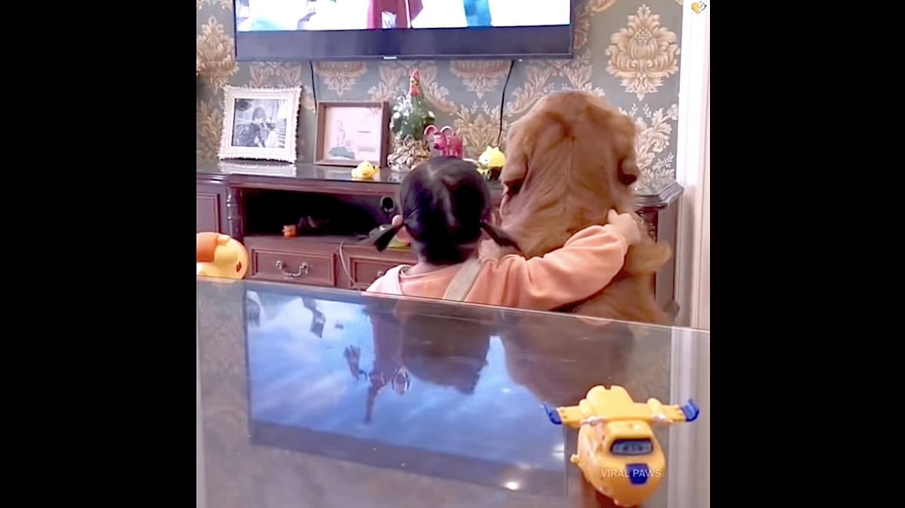 ゴールデンレトリーバー,動画