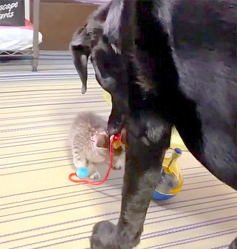 ラブラドールレトリーバー,動画