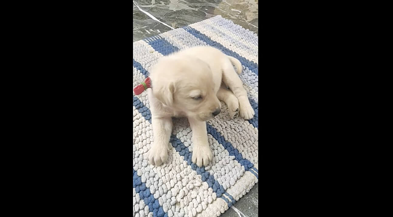 ラブラドールレトリーバー,動画