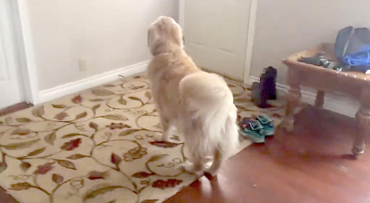 ゴールデンレトリーバー,動画