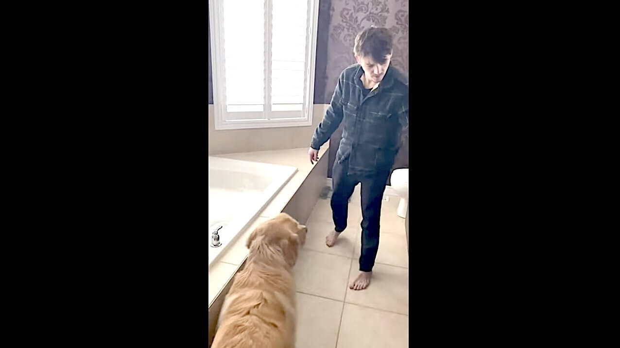 ゴールデンレトリーバー,動画