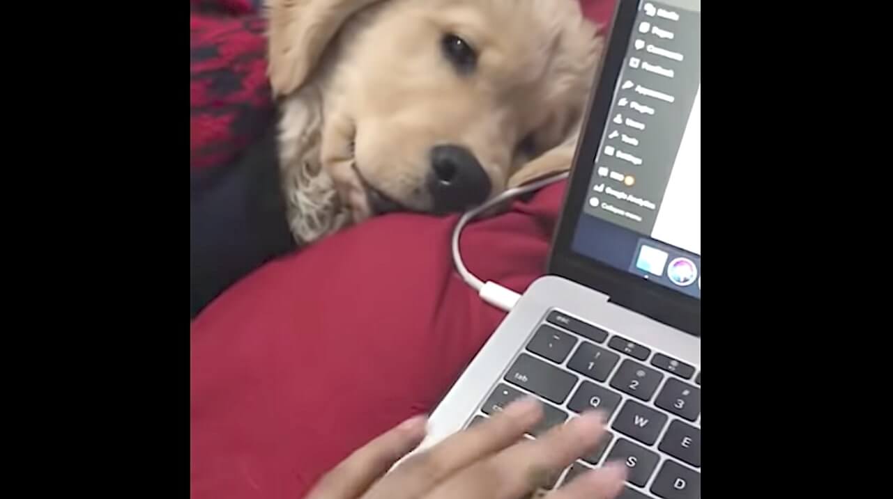 ゴールデンレトリーバー,動画