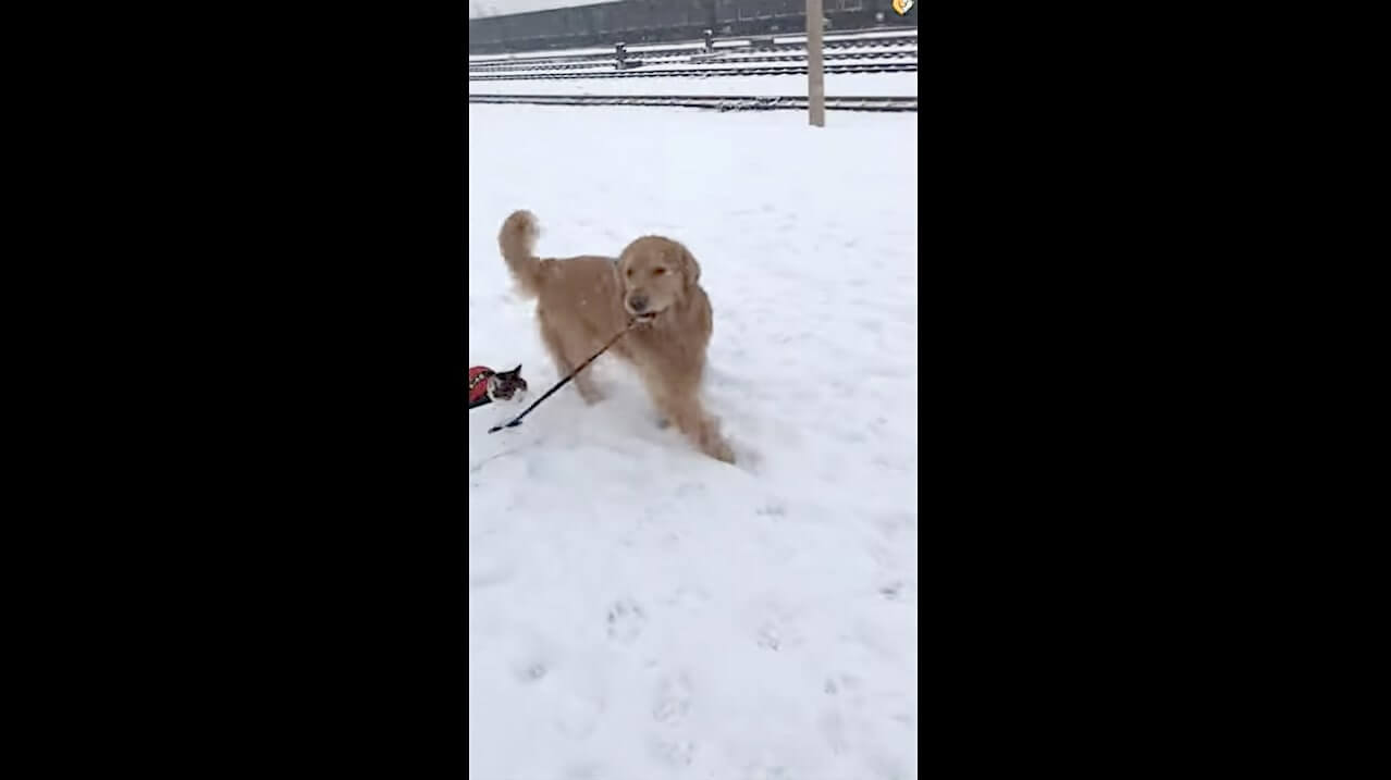 ゴールデンレトリーバー,動画