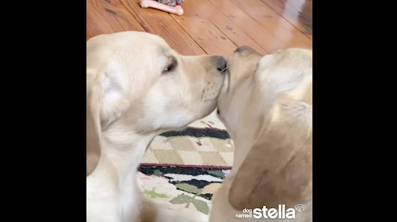 ラブラドールレトリーバー,動画