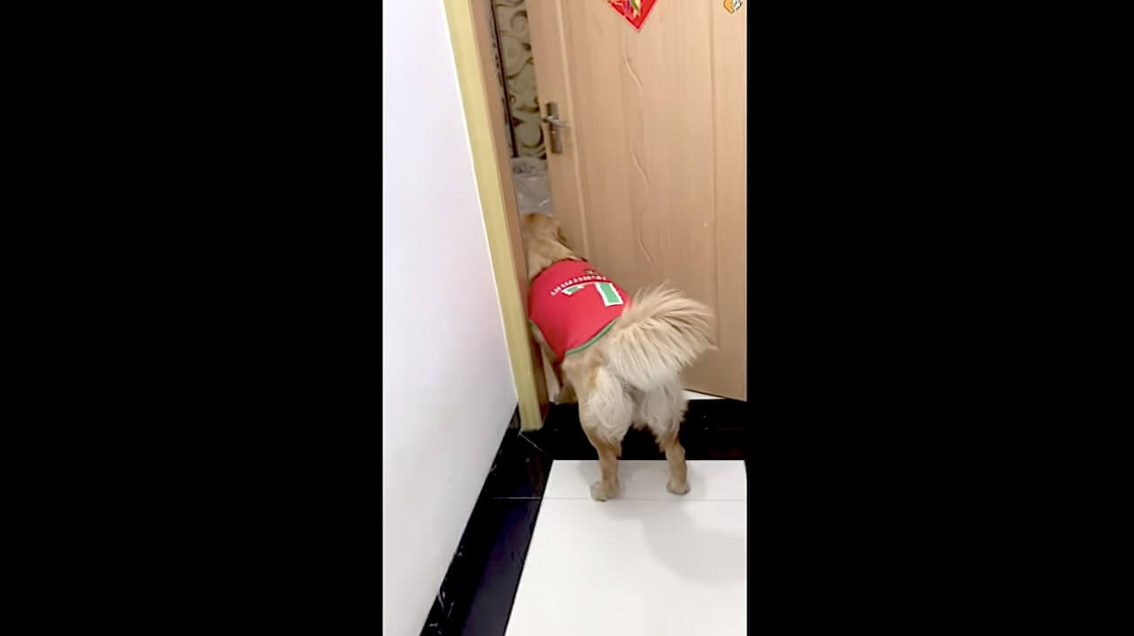 ゴールデンレトリーバー,動画