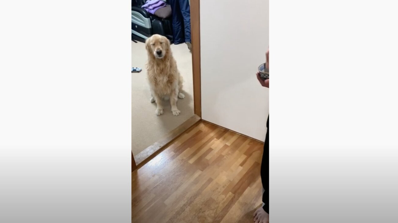 ゴールデンレトリーバー,動画