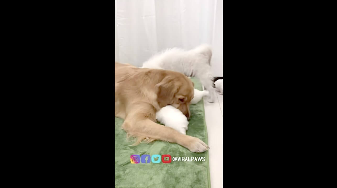 ゴールデンレトリーバー,動画