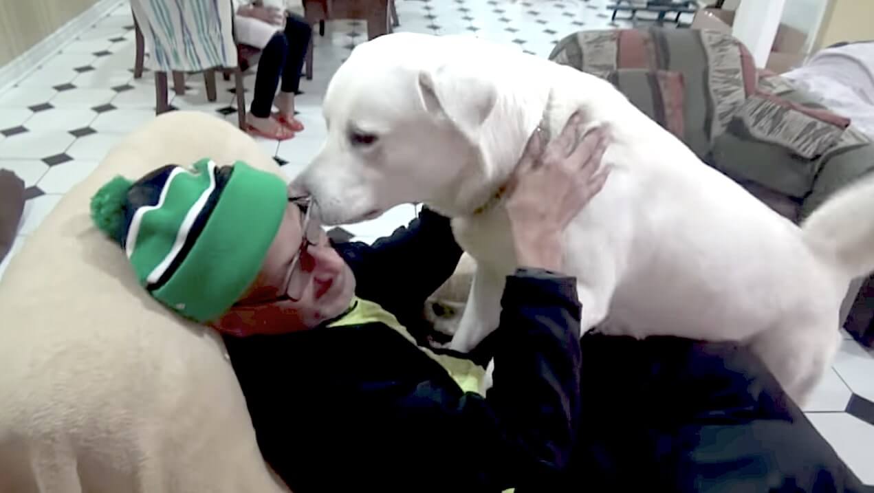 ラブラドールレトリーバー,動画