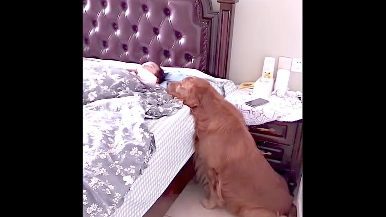 ゴールデンレトリーバー,動画