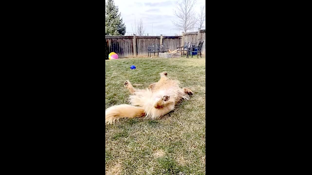 ゴールデンレトリーバー,動画