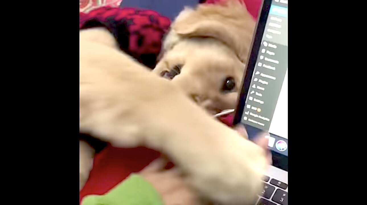 ゴールデンレトリーバー,動画