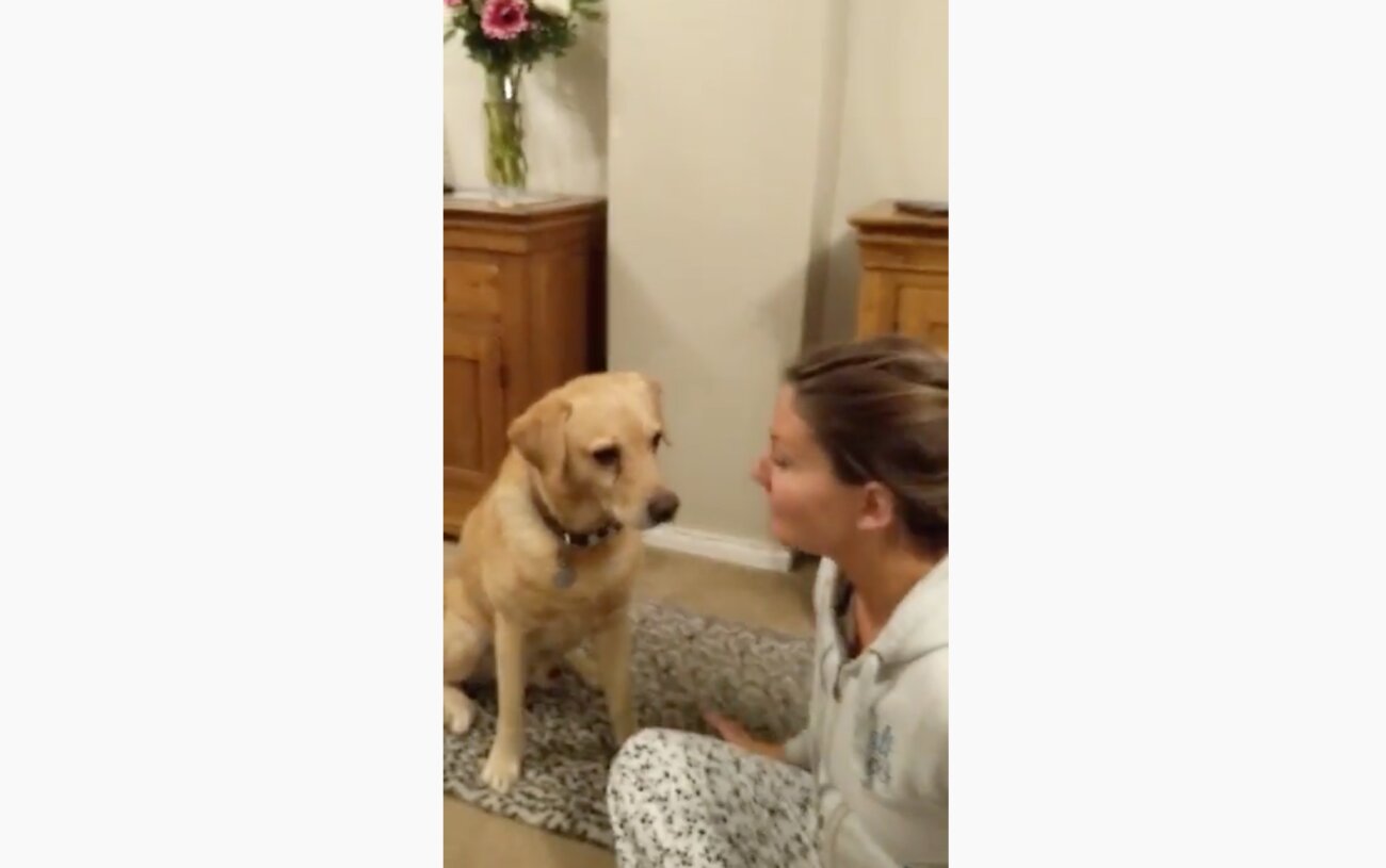 ラブラドールレトリーバー,動画