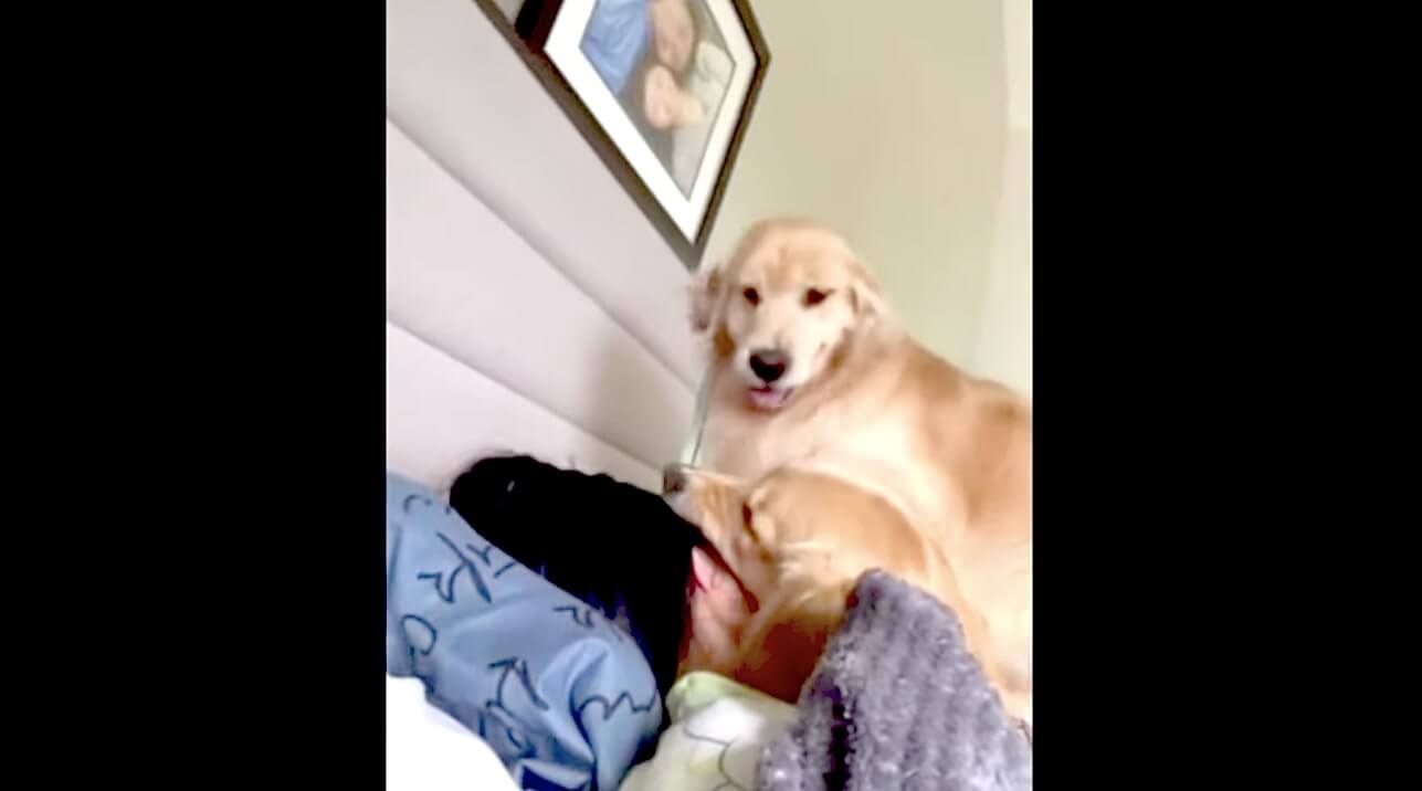 ゴールデンレトリーバー,動画