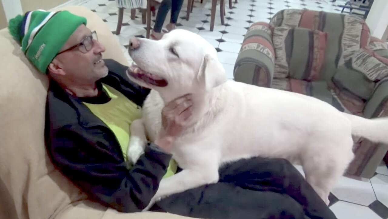 ラブラドールレトリーバー,動画