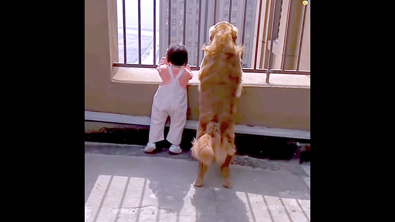 ゴールデンレトリーバー,動画