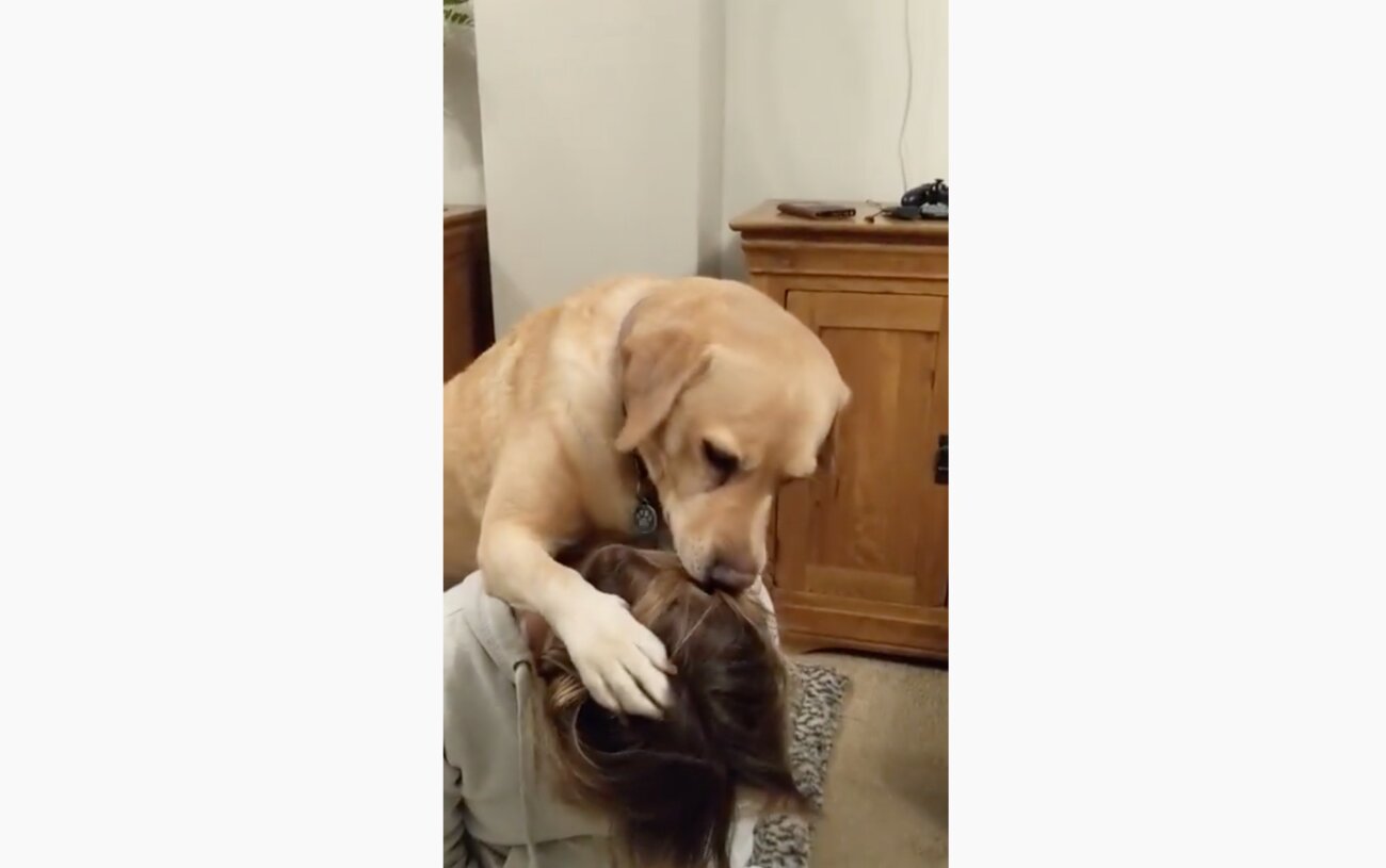 ラブラドールレトリーバー,動画