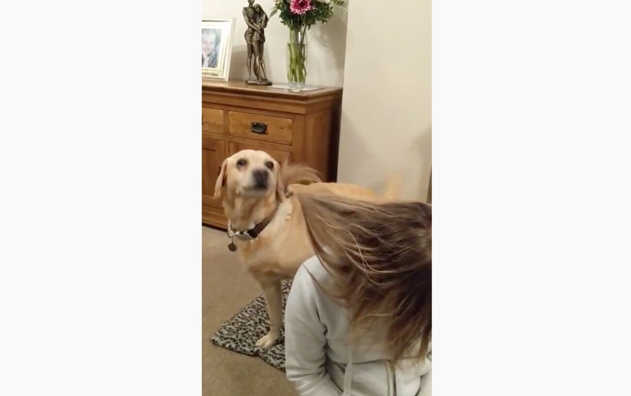 ラブラドールレトリーバー,動画