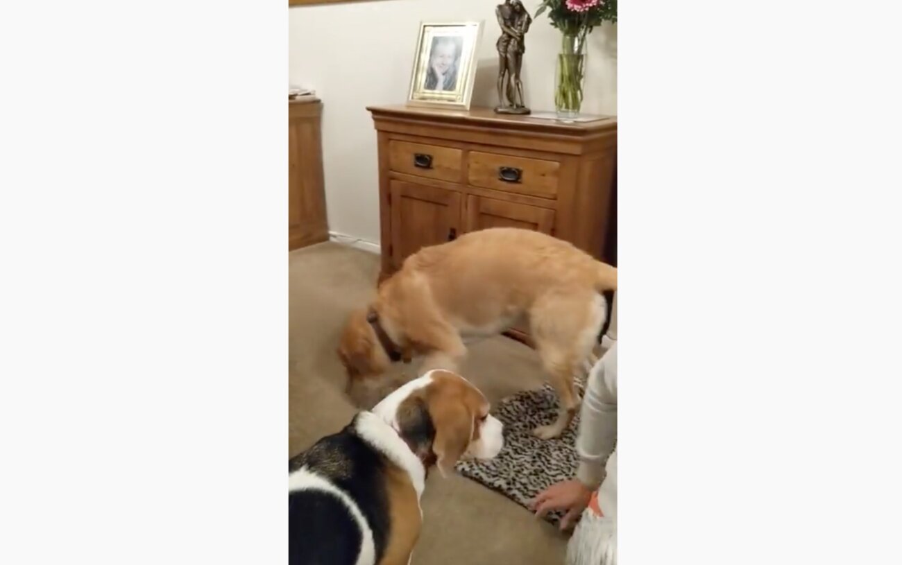 ラブラドールレトリーバー,動画