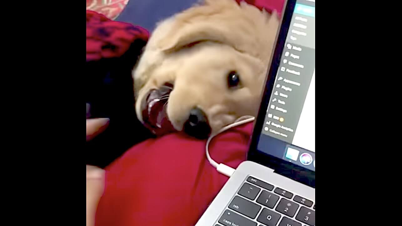 ゴールデンレトリーバー,動画