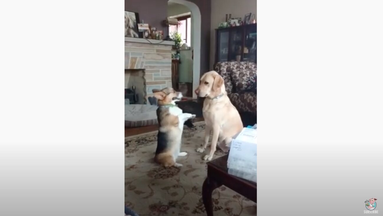 ラブラドールレトリーバー,動画