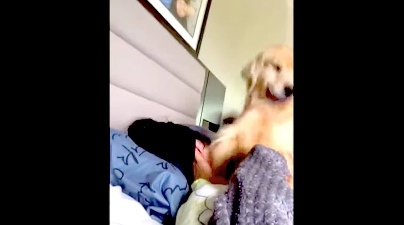 ゴールデンレトリーバー,動画