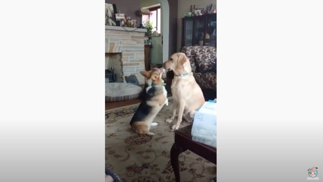 ラブラドールレトリーバー,動画