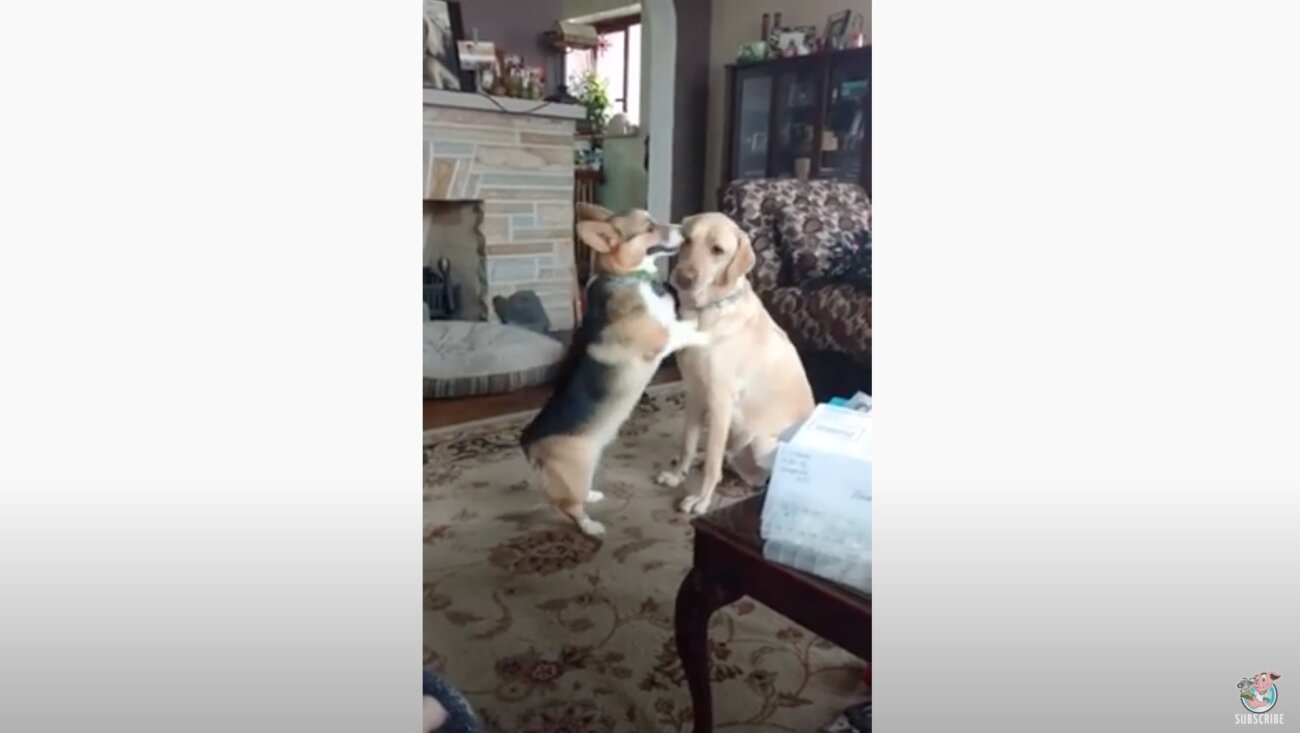 ラブラドールレトリーバー,動画